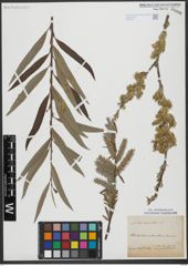 Foto von Salix viminalis L.